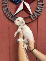Orange male , a male English Setter for sale in Reedsville, WI – 2 of 2