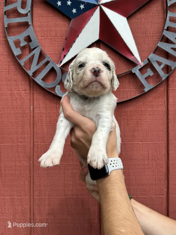 Purple female  – English Setter puppy for sale in Reedsville, WI