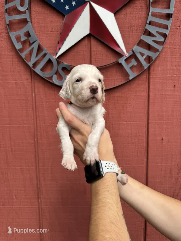 Orange male  – English Setter puppy for sale in Reedsville, WI