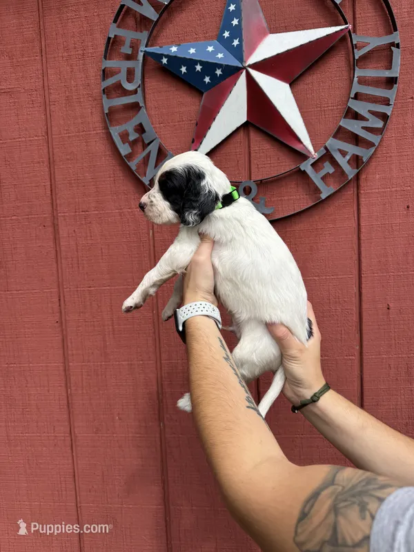 Lime green  – English Setter puppy for sale in Reedsville, WI