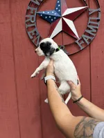 Lime green , a male English Setter for sale in Reedsville, WI – 1 of 3