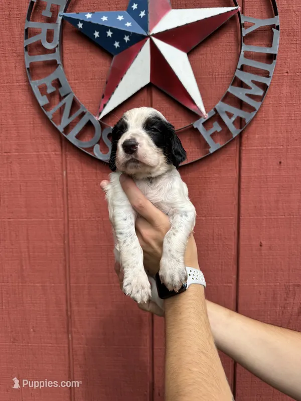 Yellow male  – English Setter puppy for sale in Reedsville, WI