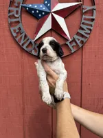 Yellow male , a male English Setter for sale in Reedsville, WI – 1 of 2