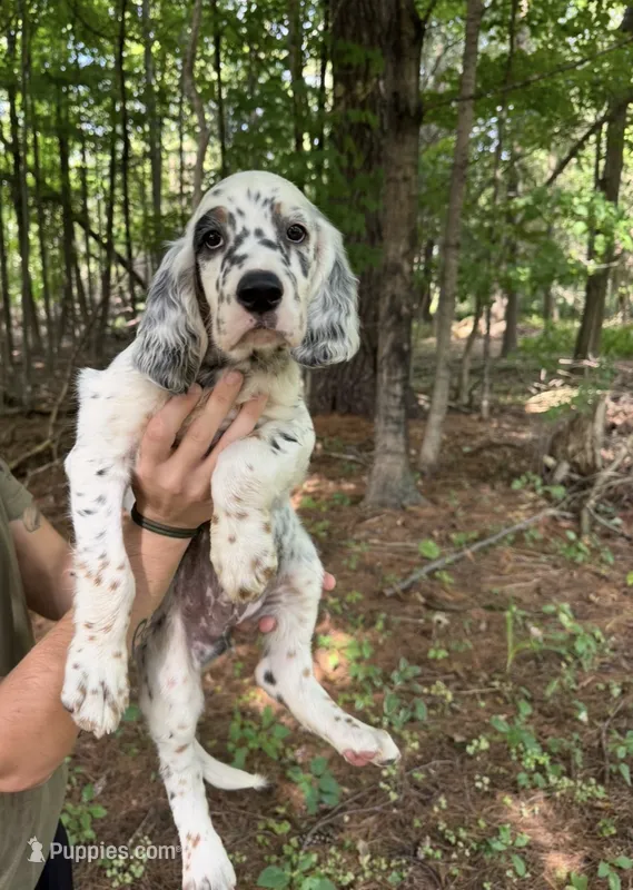 Baby blue male  – English Setter puppy for sale in Reedsville, WI