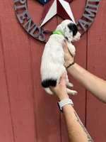 Lime green , a male English Setter for sale in Reedsville, WI – 2 of 3