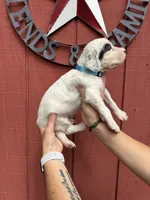 Baby blue male , a male English Setter for sale in Reedsville, WI – 2 of 2