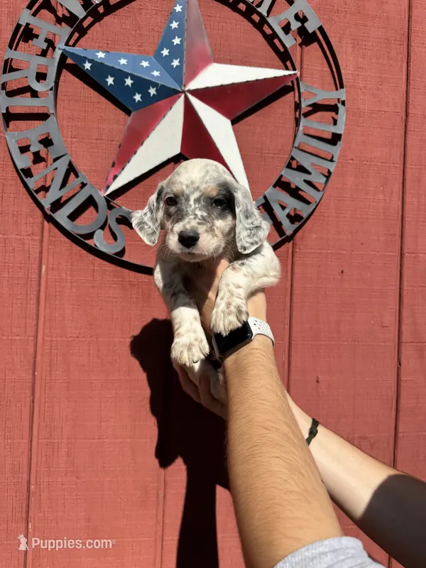 Dark blue boy  – English Setter puppy for sale in Reedsville, WI