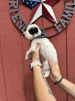 Green male , a male English Setter for sale in Reedsville, WI – 2 of 2