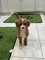 Diamond, a female Poodle - Miniature  for sale in Cherry Hill, NJ – 2 of 3