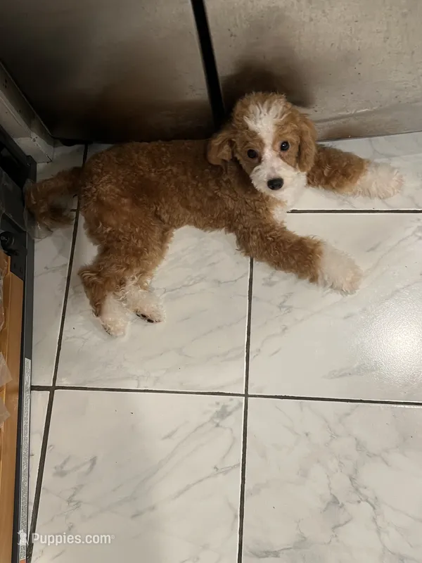 Gucci – Poodle - Miniature  puppy for sale in Cherry Hill, NJ