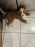 Gucci, a female Poodle - Miniature  for sale in Cherry Hill, NJ – 1 of 4