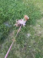 Gucci, a female Poodle - Miniature  for sale in Cherry Hill, NJ – 2 of 4