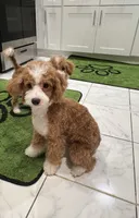 Gucci, a female Poodle - Miniature  for sale in Cherry Hill, NJ – 3 of 4