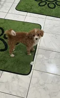 Diamond, a female Poodle - Miniature  for sale in Cherry Hill, NJ – 3 of 3