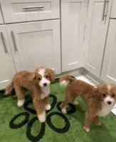 Gucci, a female Poodle - Miniature  for sale in Cherry Hill, NJ – 4 of 4