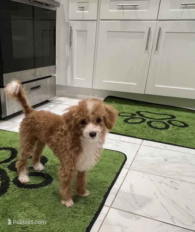 Diamond – Poodle - Miniature  puppy for sale in Cherry Hill, NJ
