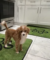 Diamond, a female Poodle - Miniature  for sale in Cherry Hill, NJ – 1 of 3