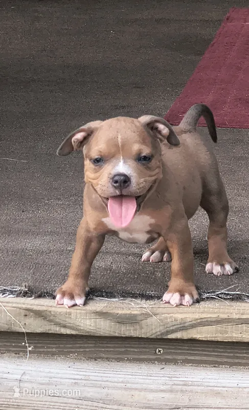 Yellow Collar  – American Bully puppy for sale in Bishopville, SC