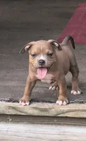 Yellow Collar , a female American Bully for sale in Bishopville, SC – 3 of 10
