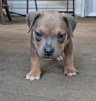 Purple Collar, a male American Bully for sale in Bishopville, SC – 8 of 10