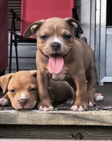 Yellow Collar , a female American Bully for sale in Bishopville, SC – 5 of 10