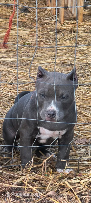 Blue Collar  – American Bully puppy for sale in Bishopville, SC