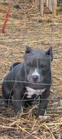 Blue Collar , a male American Bully for sale in Bishopville, SC – 1 of 10