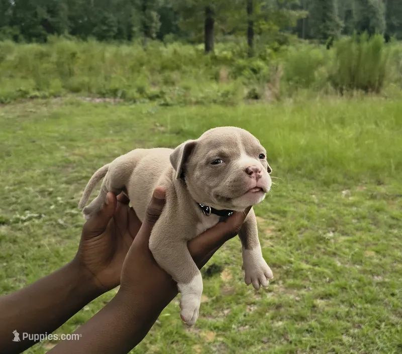 Black Collar  – American Bully puppy for sale in Bishopville, SC
