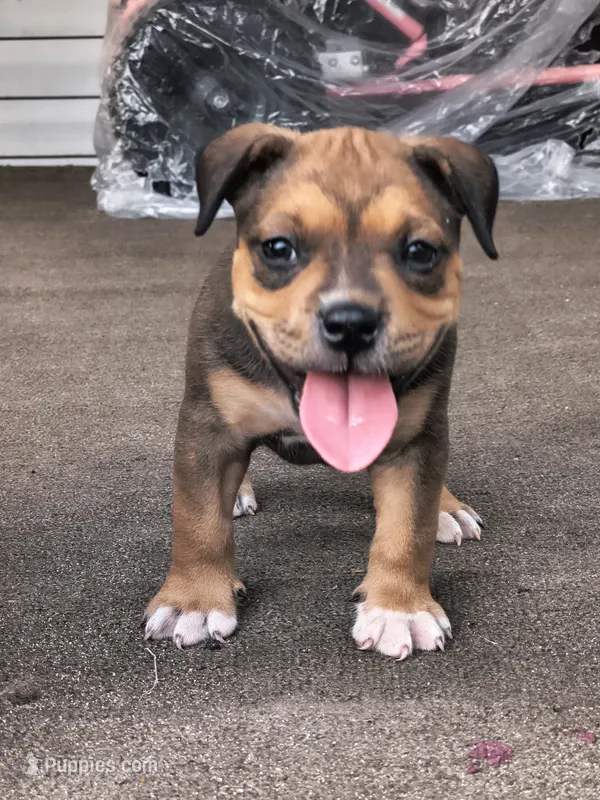 Orange Collar  – American Bully puppy for sale in Bishopville, SC