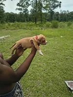 Red Collar, a male American Bully for sale in Bishopville, SC – 2 of 2
