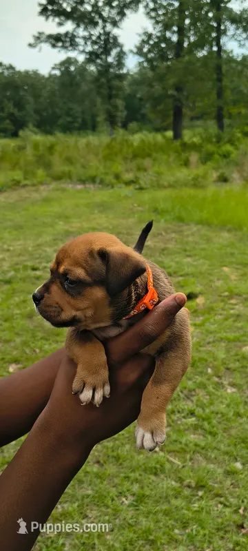 Orange Collar  – American Bully puppy for sale in Bishopville, SC