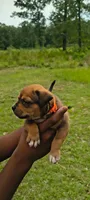 Orange Collar , a female American Bully for sale in Bishopville, SC – 1 of 3