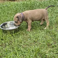 Purple Collar, a male American Bully for sale in Bishopville, SC – 4 of 10