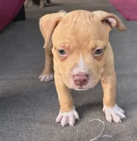 Pink Collar, a female American Bully for sale in Bishopville, SC – 3 of 10