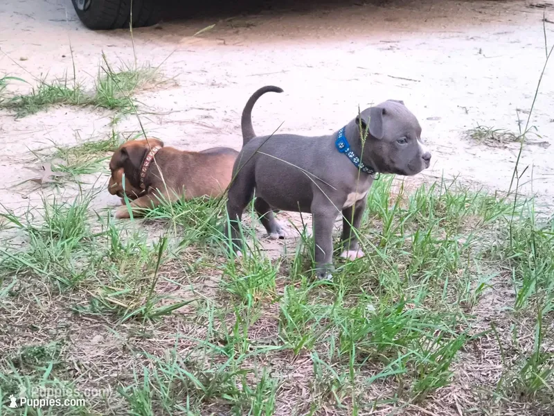 Blue Collar  – American Bully puppy for sale in Bishopville, SC