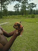 Orange Collar , a female American Bully for sale in Bishopville, SC – 3 of 3