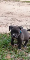 Light Blue Collar , a female American Bully for sale in Bishopville, SC – 2 of 8