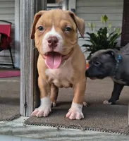Red Collar, a male American Bully for sale in Bishopville, SC – 2 of 6
