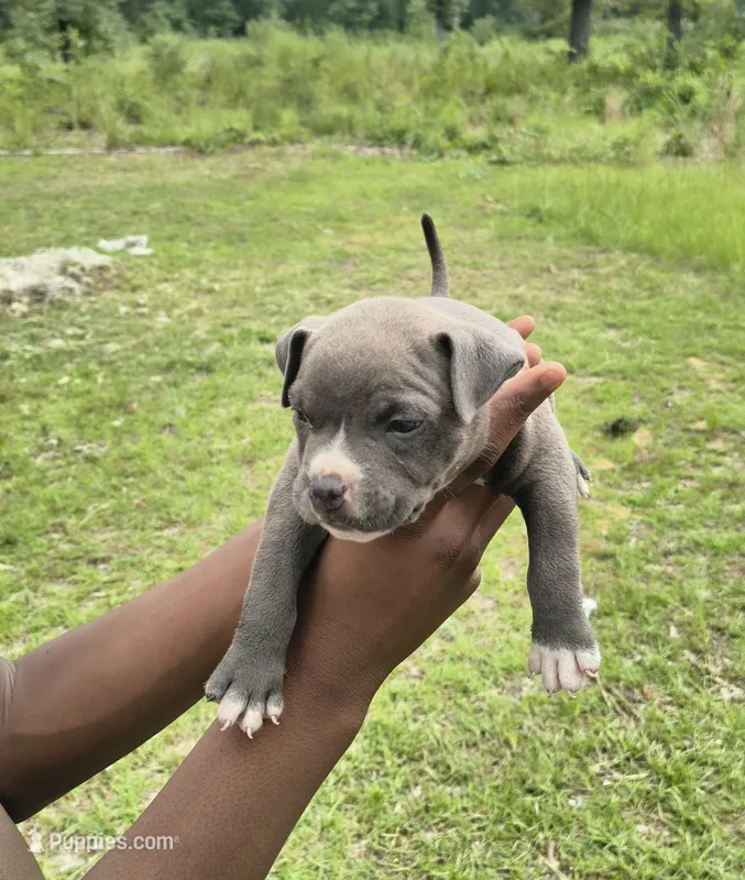 Blue Collar  – American Bully puppy for sale in Bishopville, SC