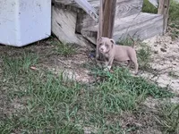 Black Collar , a male American Bully for sale in Bishopville, SC – 8 of 10