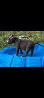 Blue Collar , a male American Bully for sale in Bishopville, SC – 4 of 10
