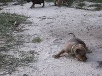 Yellow Collar , a female American Bully for sale in Bishopville, SC – 10 of 10