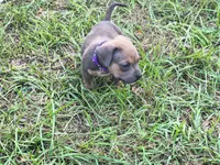 Purple Collar, a male American Bully for sale in Bishopville, SC – 10 of 10