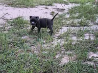 Blue Collar , a male American Bully for sale in Bishopville, SC – 7 of 10