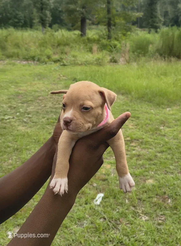 Pink Collar – American Bully puppy for sale in Bishopville, SC
