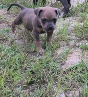 Purple Collar, a male American Bully for sale in Bishopville, SC – 7 of 10