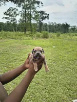 Purple Collar, a male American Bully for sale in Bishopville, SC – 2 of 3