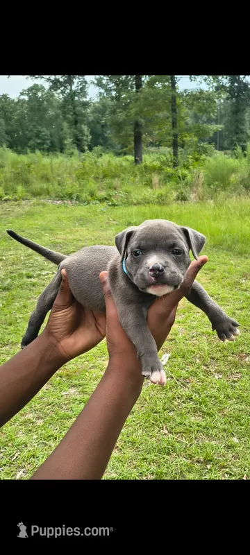 Light Blue Collar  – American Bully puppy for sale in Bishopville, SC