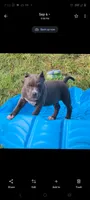 Blue Collar , a male American Bully for sale in Bishopville, SC – 3 of 10