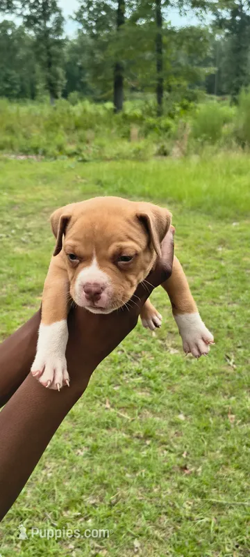 Red Collar – American Bully puppy for sale in Bishopville, SC